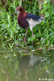 Chinese Pond Heron in bleeding plumage DSC_9213