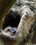 Baby Collared Scops Owl DSC_8924