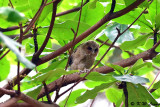 Baby Collared Scops Owl DSC_9866