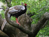 Common Pheasant DSC_0137