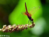 Trithemis aurora DSC_0742