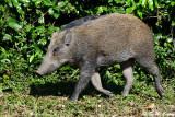 Wild boar DSC_1354