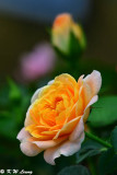 A Collection of Roses