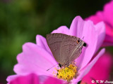 Lycaenidae (灰蝶)