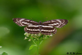 Athyma selenophora (新月帶蛺蝶)