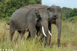 Elephants DSC_5692