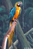 Blue and Yellow Macaw DSC_5869