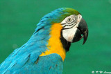 Blue and Yellow Macaw DSC_5967