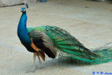 Peacock 02