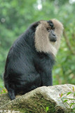 Lion-tail macaque DSC_6349