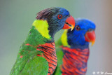 Rainbow Lorikeet  DSC_5995