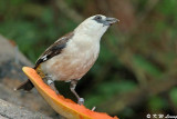 White-headed Buffalo Weaver DSC_6061