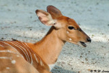 Nyala DSC_6279