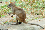 Kangaroo DSC_6384