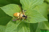 Common Wasp DSC_9944
