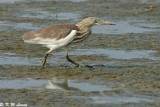 Chinese Pond Heron DSC_0980