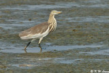 Chinese Pond Heron DSC_0984