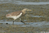 Chinese Pond Heron DSC_0981