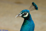 Peacock 03