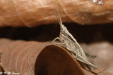 Grasshopper DSC_4856