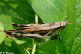 Grasshopper DSC_6465