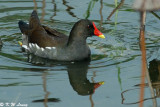 Common Moorhen DSC_7505