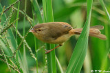 Plain Prinia DSC_7740