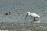 Eurasian Spoonbill 01