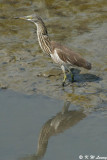 Chinese Pond Heron DSC_8371