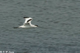 Pied Avocet 19