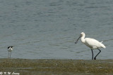 Eurasian Spoonbill 04