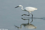 Little Egret DSC_7955