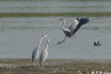 Grey Heron DSC_0400