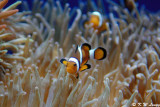 Clownfish DSC_0718