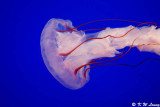 Jellyfish DSC_0543