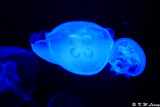 Jellyfish DSC_0598