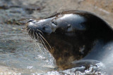 Habour Seal DSC_0818