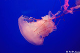 Jellyfish DSC_0544