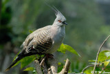 Crested Pigeon DSC_0927