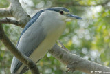 Black-crowned Night Heron DSC_0985