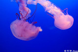 Jellyfish DSC_0549
