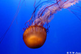 Jellyfish DSC_0583