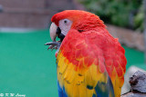 Scarlet Macaw DSC_1177