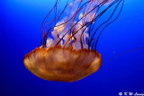 Jellyfish DSC_0528