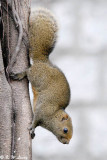 Squirrel DSC_1319