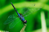 Trithemis festiva DSC_0733