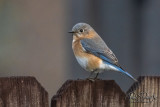 Eastern Bluebird