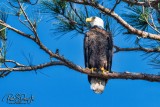 DI Bald Eagle