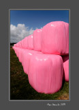 Pink chamallows in a field