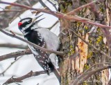 Hairy Woodpecker At Work P1070061